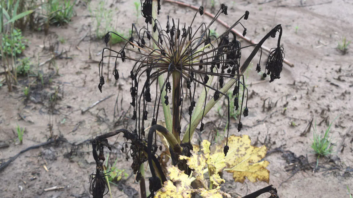 Když zalijete plevel vařící vodou, co se stane