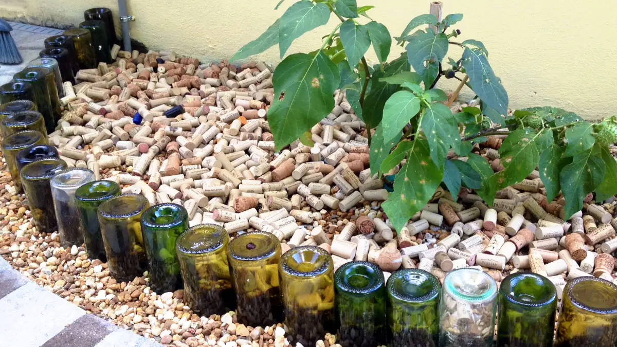 Proč zahradníci věší vinné korky na větve citroníku 5 Proč zahradníci věší vinné korky na větve citroníku