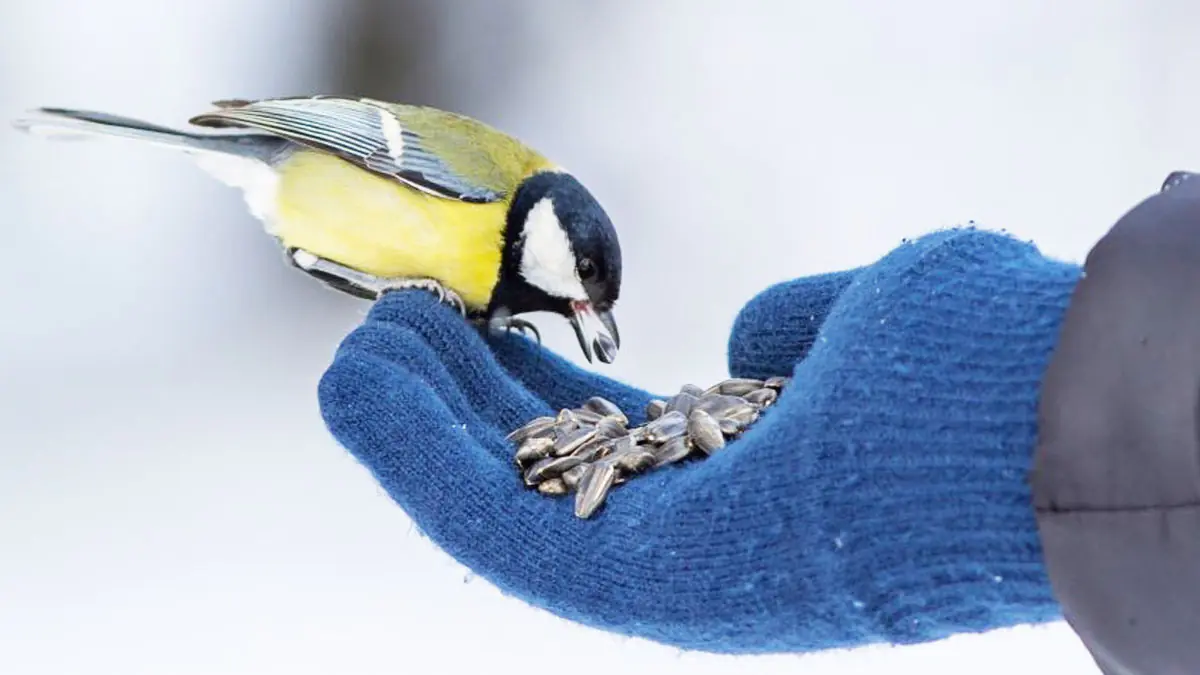 Sýkorky v ohrožení: nenápadný zvyk na zahradě, který je pomalu zabíjí