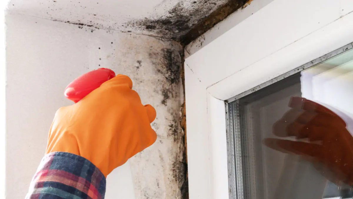 „Nepotřebujete bělidlo“ stačí nalít tuto jednu kapku na zimní okenní rámy a černá plíseň zmizí