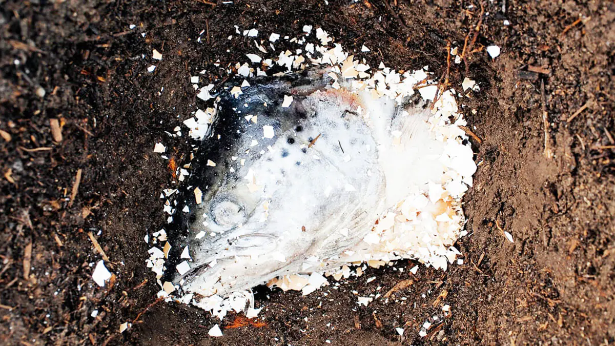 Zakopejte to pod keř americké borůvky. Keře se budou prohýbat pod tíhou plodů 2 Zakopejte to pod keř americké borůvky. Keře se budou prohýbat pod tíhou plodů