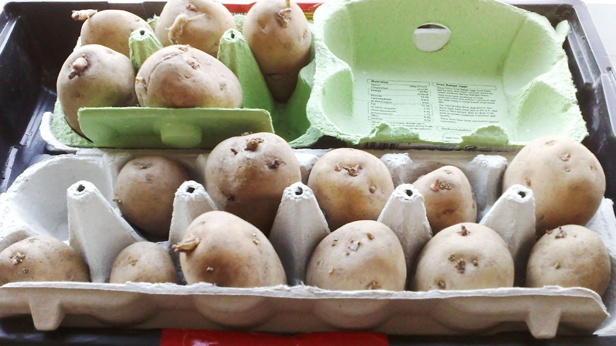 Ne všechno se seje přímo do země: tyto rostliny můžete nechat vyklíčit v kuchyni v zimě