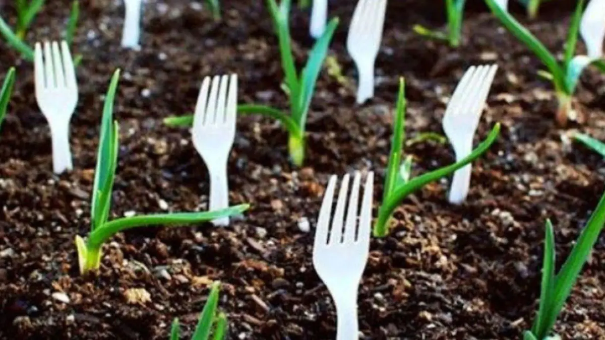 Málokdo ví, ale zkušení zahradníci doporučují používat plastové vidličky v půdě