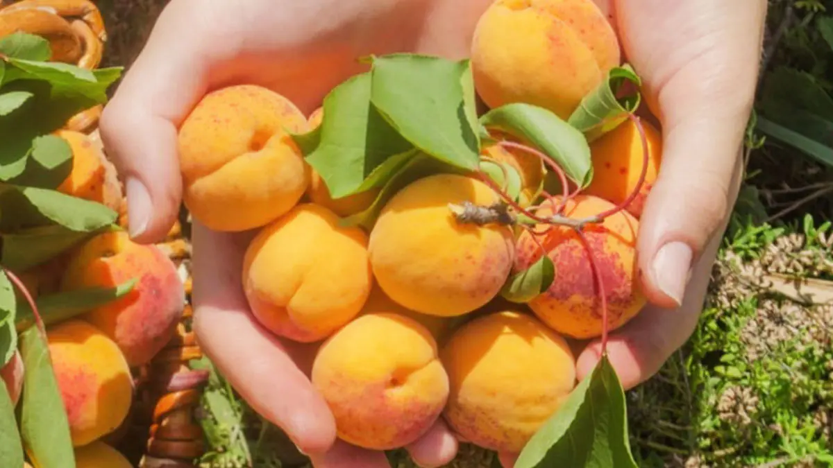 Obyvatelé tohoto údolí se dožívají až 100 let: existuje ovoce, které jedí téměř každý den