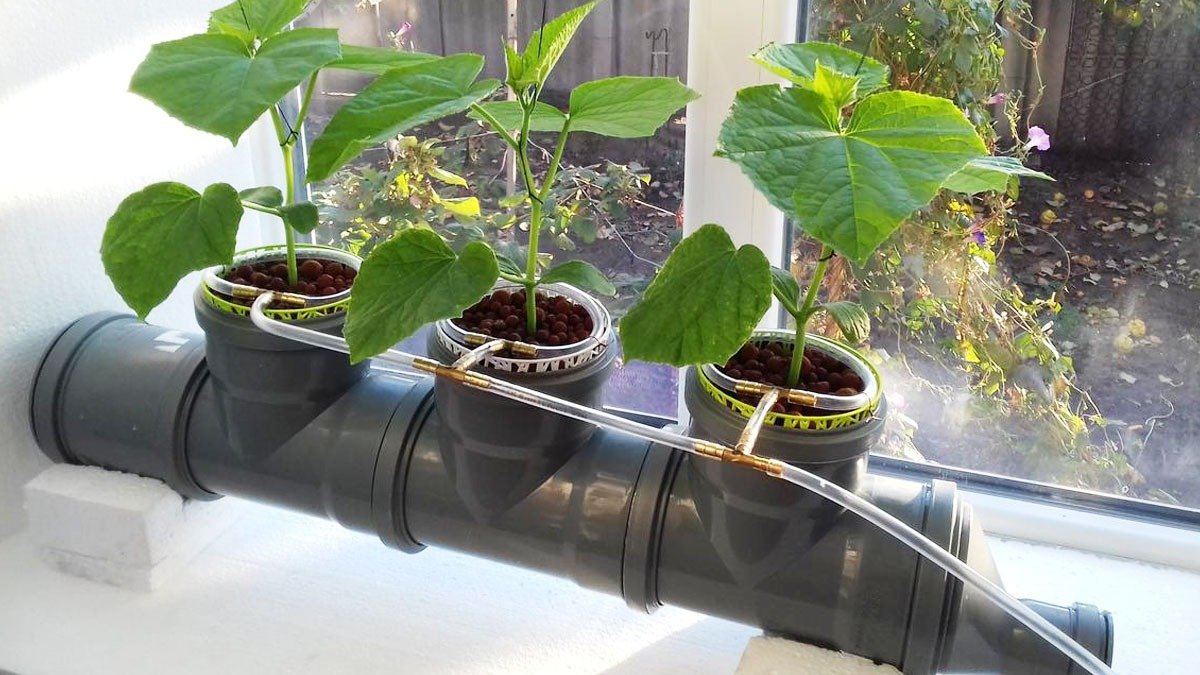 9 nápadů na minimalistické zahrádky bez půdy s hydrotonem vhodné do úzkých prostor