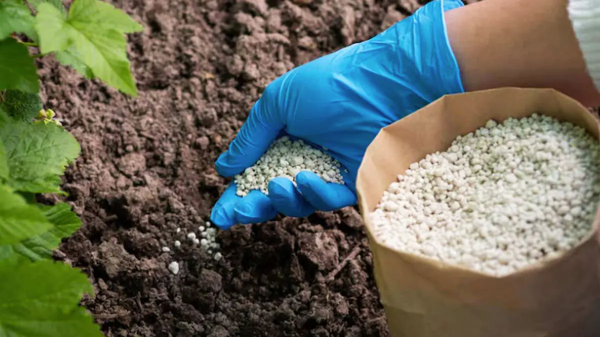 Lepší než popel, droždí a hnůj: rozhazujeme na záhony po sněhu v únoru — jak snadno zvýšit úrodnost půdy do jara 2 Lepší než popel, droždí a hnůj: rozhazujeme na záhony po sněhu v únoru — jak snadno zvýšit úrodnost půdy do jara