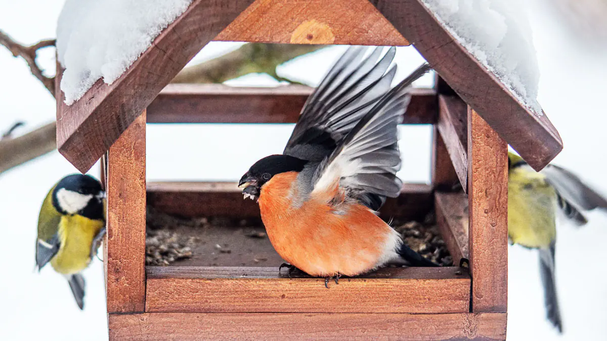 Sýkorky v ohrožení: nenápadný zvyk na zahradě, který je pomalu zabíjí 3 Sýkorky v ohrožení: nenápadný zvyk na zahradě, který je pomalu zabíjí
