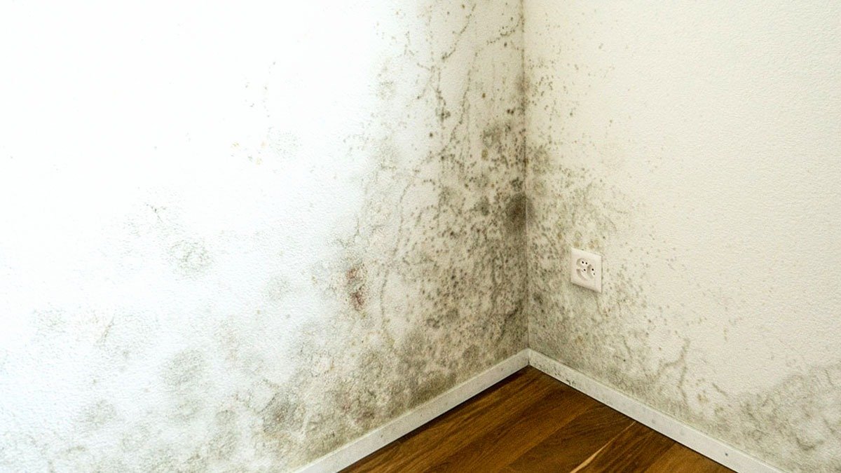 Bělidlo není potřeba: smíchejte tyto dvě věci z domácnosti, nastříkejte na plíseň na zdi a do 30 minut zmizí