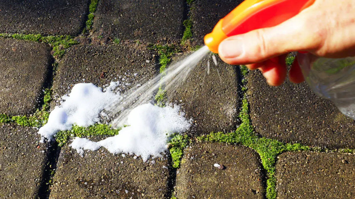 Terasa zarostlá mechem: zapomeňte na vroucí vodu, tento přírodní prášek funguje lépe a chrání dlažbu