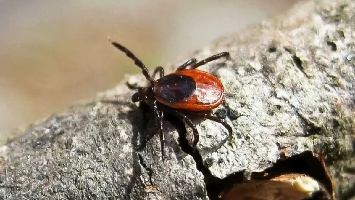 Je to pravda? Čím chladnější zima, tím méně škůdců je v létě