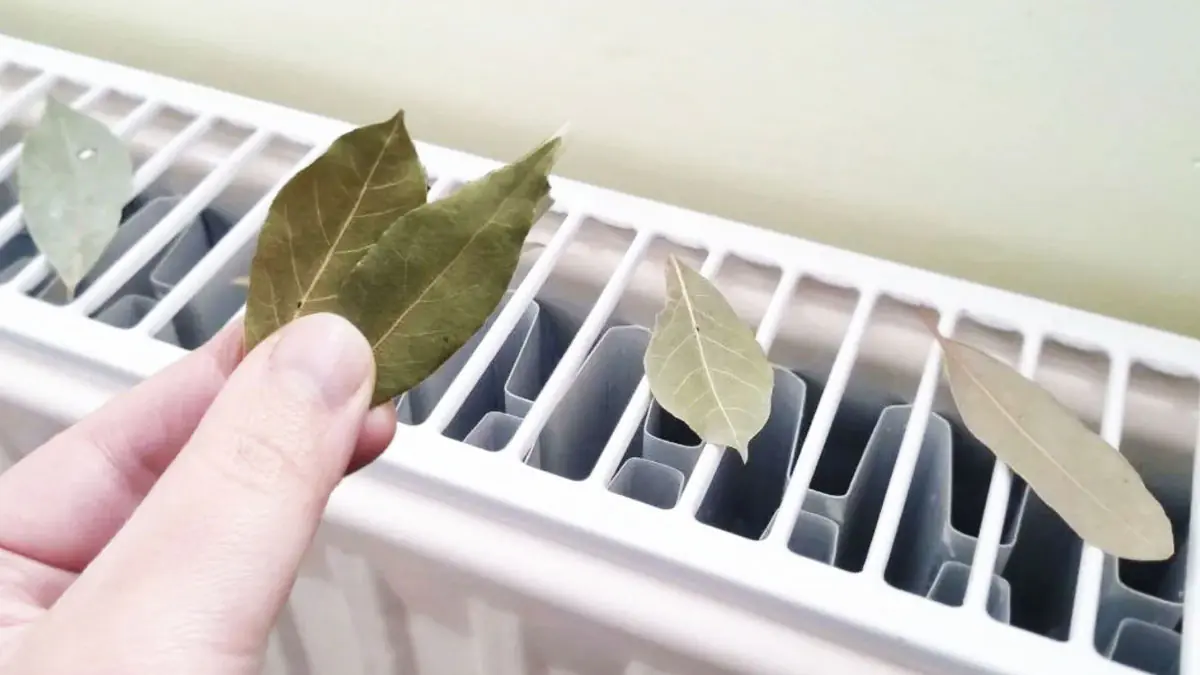 Položte bobkový list pod koberec a už zítra se zbavíte každodenního problému