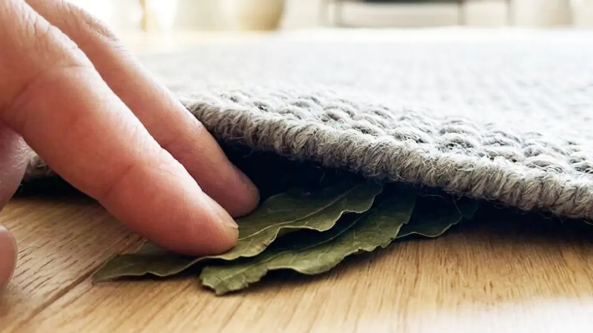 Položte bobkový list pod koberec a už zítra se zbavíte každodenního problému