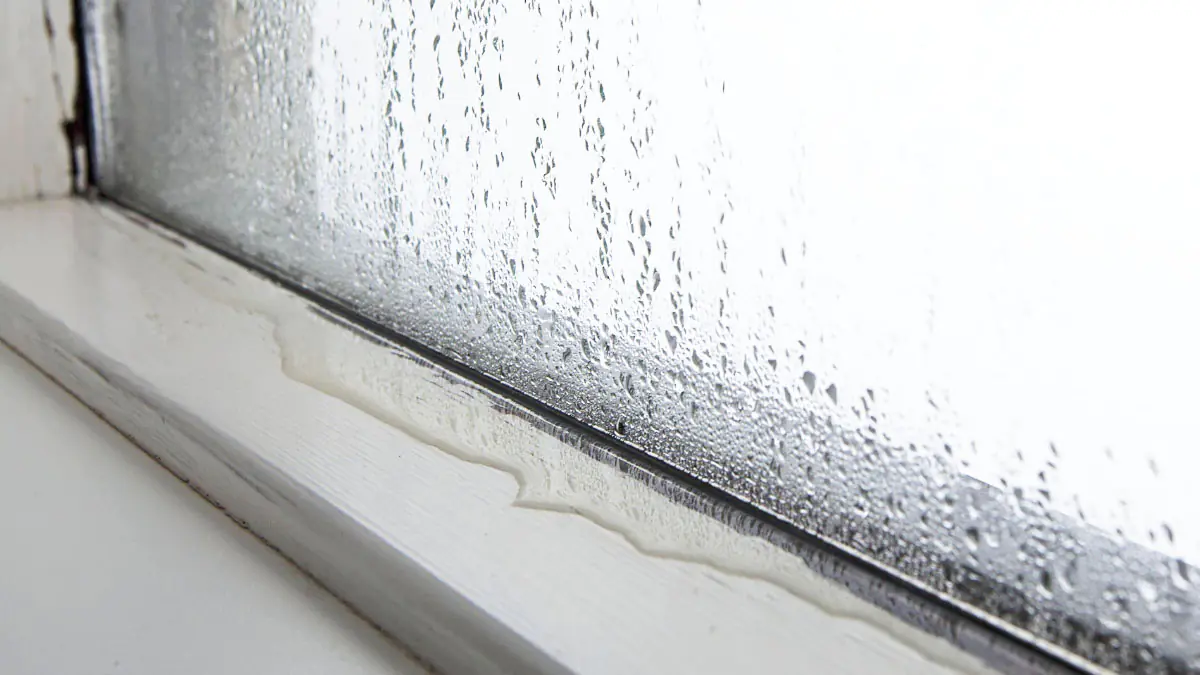 Odstraňte plíseň ze stěn bez bělidla: konečná metoda