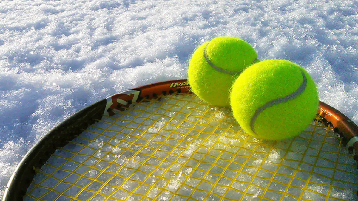 Malé gesto, které mění vše: proč umístění tenisových míčků na zahradě může tuto zimu pomoci zachránit ptáky a ježky