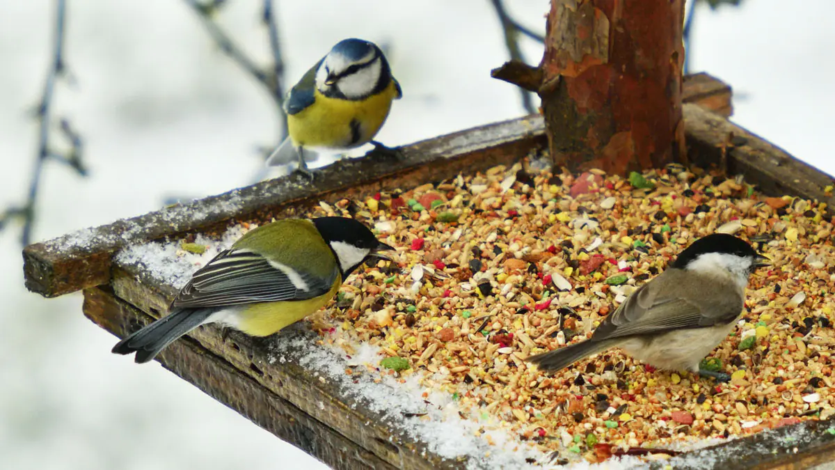 Sýkorky v ohrožení: nenápadný zvyk na zahradě, který je pomalu zabíjí 2 Sýkorky v ohrožení: nenápadný zvyk na zahradě, který je pomalu zabíjí