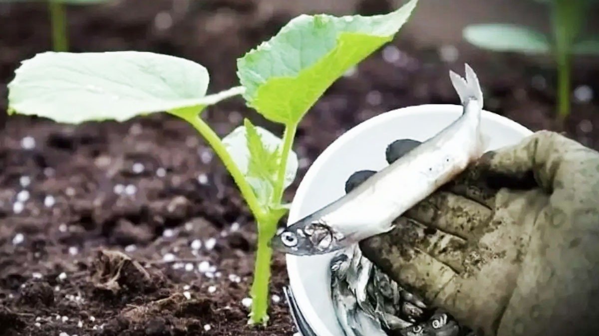 Zakopejte to pod keř americké borůvky. Keře se budou prohýbat pod tíhou plodů