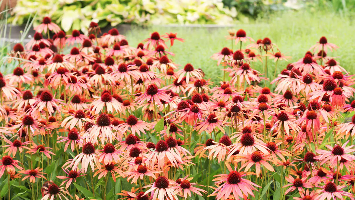 „Od té doby, co jsme je vysadili, ptáci už od nás neodcházejí“: tyto odolné trvalky rostou téměř bez péče
