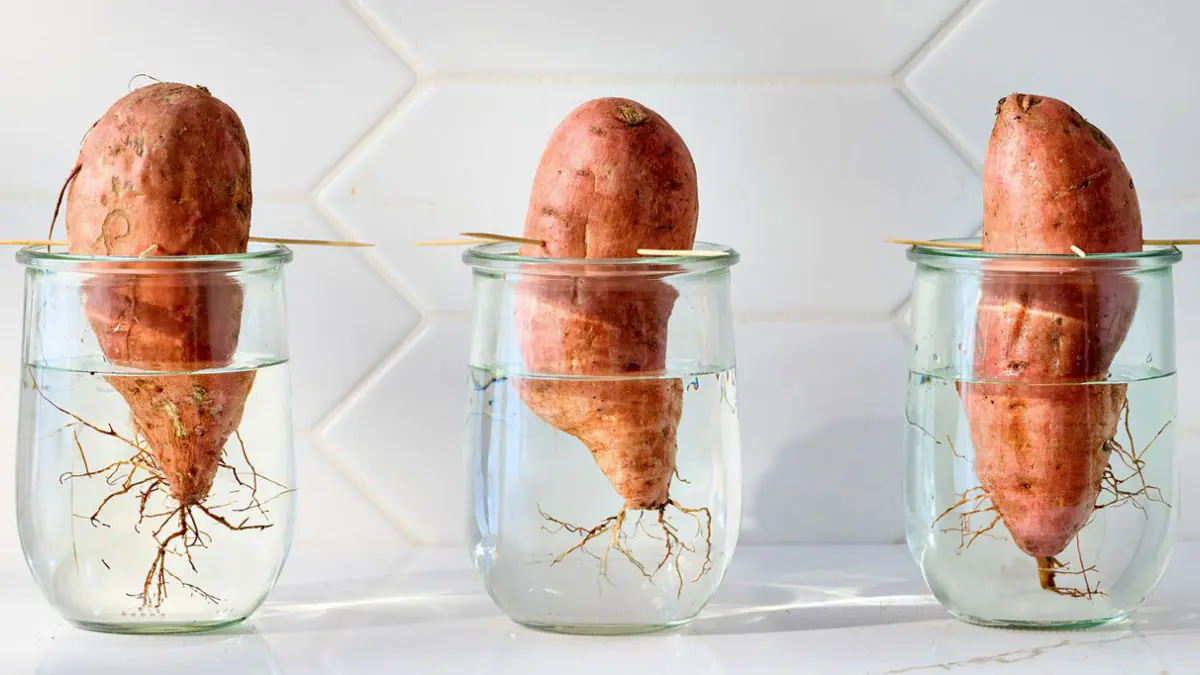 Ne všechno se seje přímo do země: tyto rostliny můžete nechat vyklíčit v kuchyni v zimě