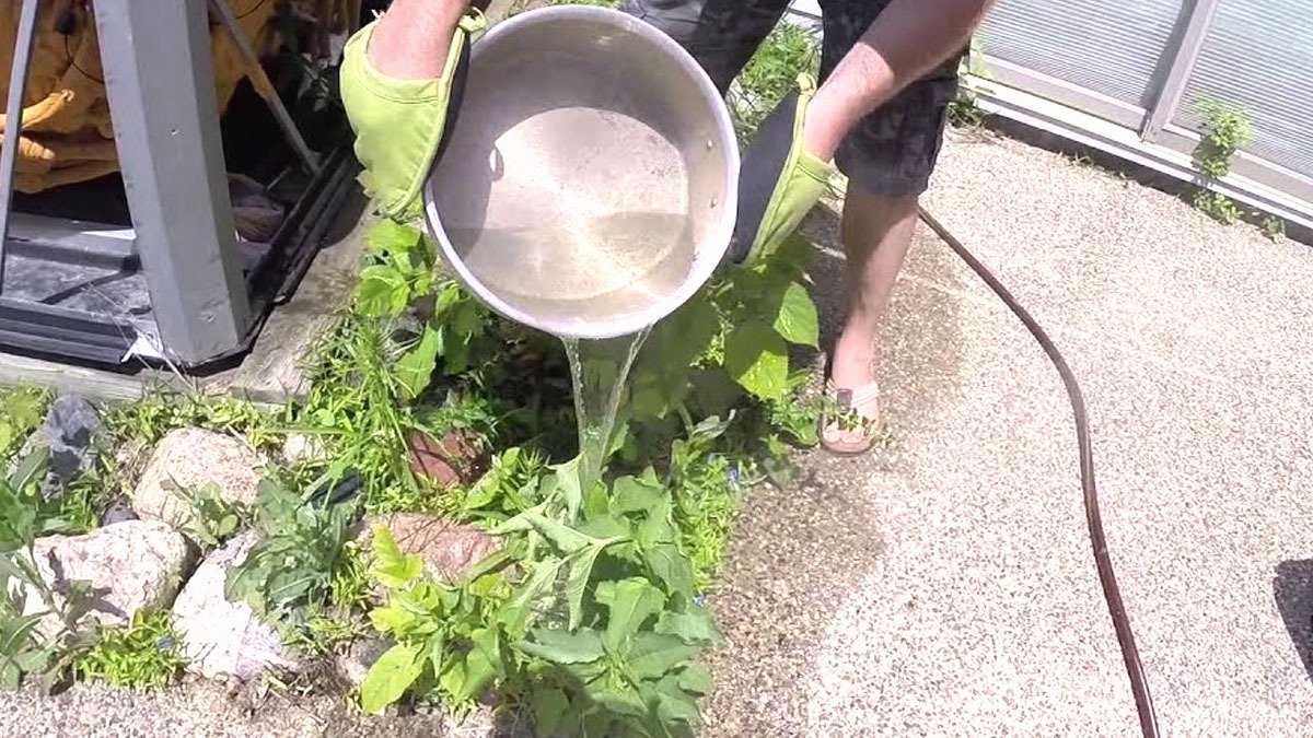 Když zalijete plevel vařící vodou, co se stane