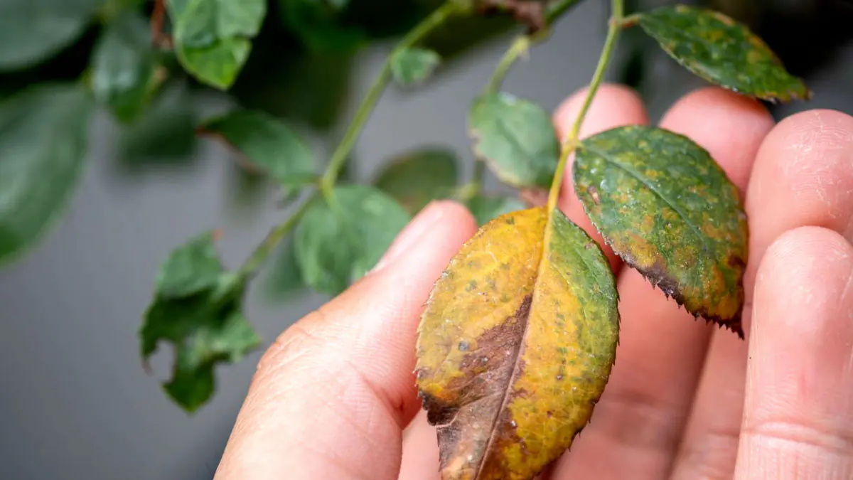 Proč zkušení zahradníci zakopávali zrezivělé železo u keřů růží