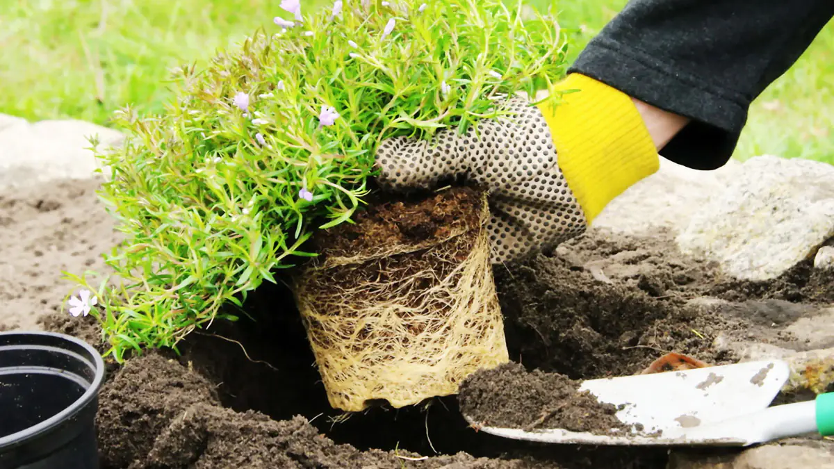 „Od té doby, co jsme je vysadili, ptáci už od nás neodcházejí“: tyto odolné trvalky rostou téměř bez péče