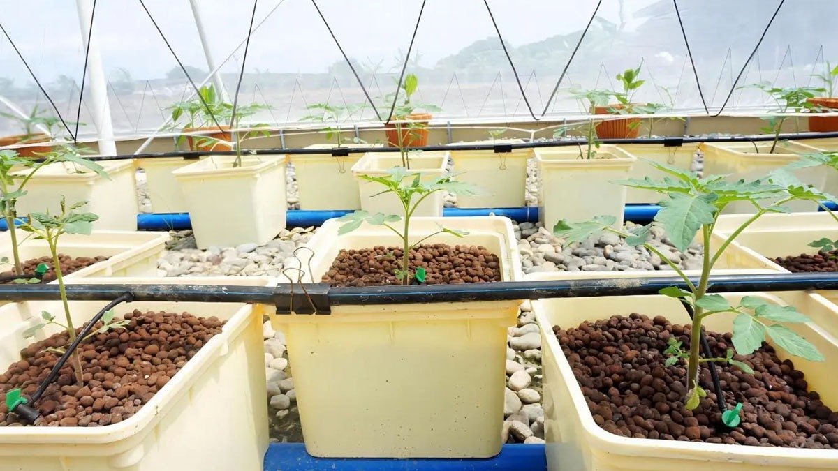 9 nápadů na minimalistické zahrádky bez půdy s hydrotonem vhodné do úzkých prostor