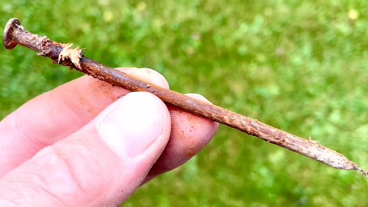 Proč zkušení zahradníci zakopávali zrezivělé železo u keřů růží