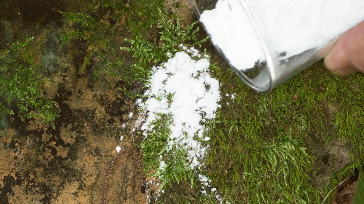 Terasa zarostlá mechem: zapomeňte na vroucí vodu, tento přírodní prášek funguje lépe a chrání dlažbu