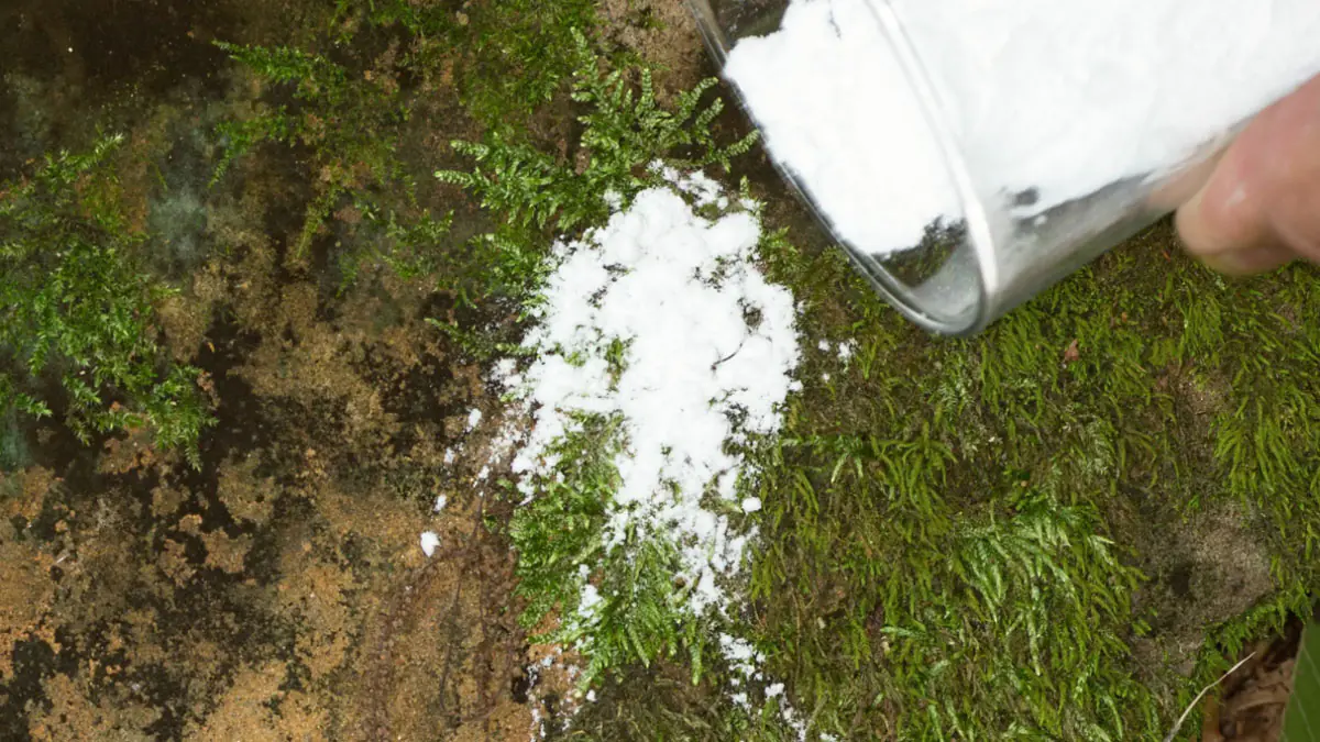 Terasa zarostlá mechem: zapomeňte na vroucí vodu, tento přírodní prášek funguje lépe a chrání dlažbu