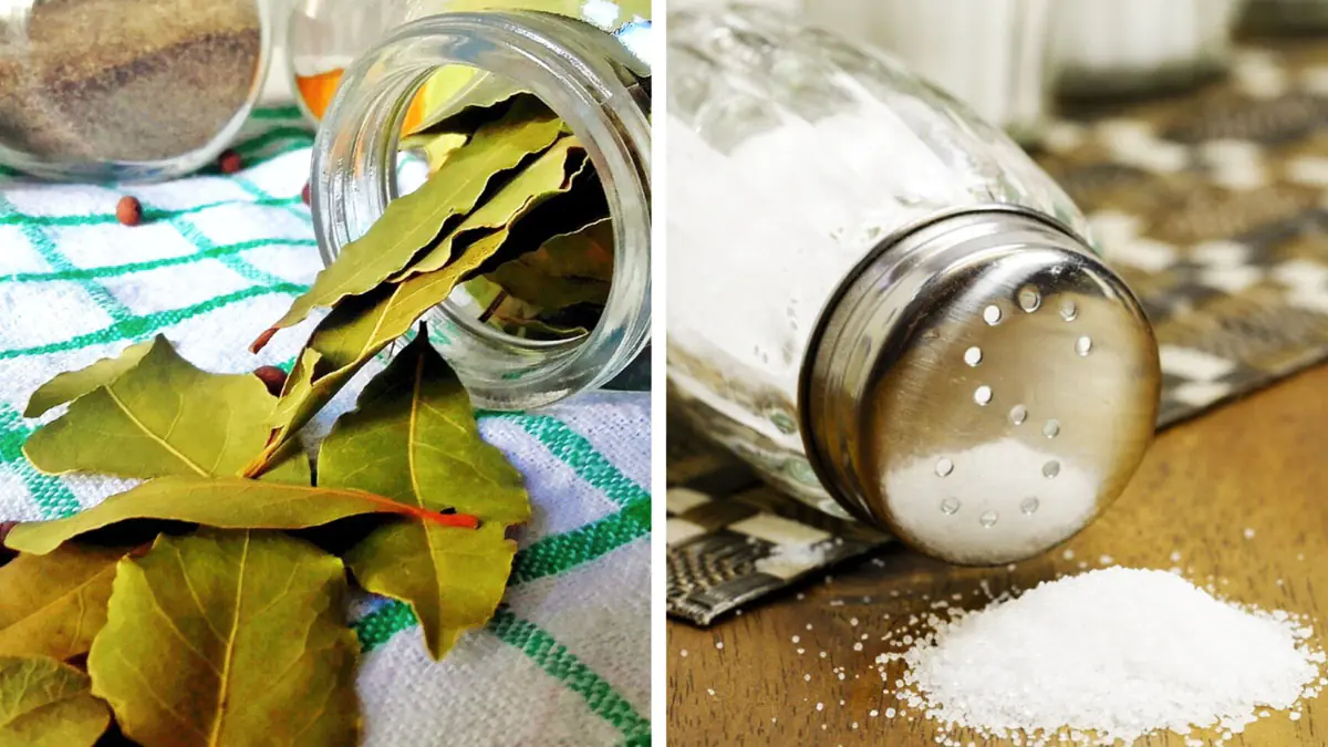 Míchání bobkových listů a jedlé sody: k čemu slouží a proč se doporučuje
