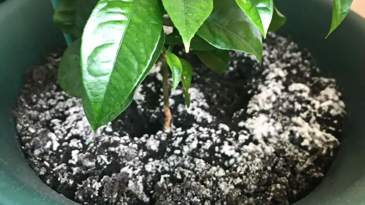 Proč zahradníci věší vinné korky na větve citroníku 3 Proč zahradníci věší vinné korky na větve citroníku