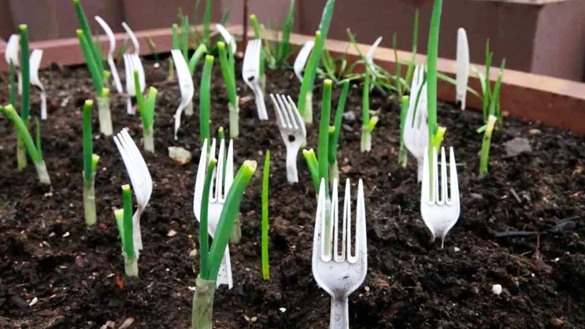 Málokdo ví, ale zkušení zahradníci doporučují používat plastové vidličky v půdě