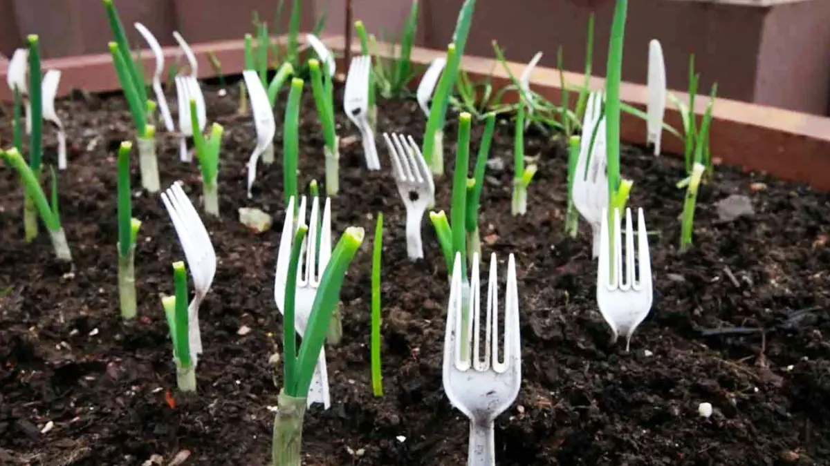 Málokdo ví, ale zkušení zahradníci doporučují používat plastové vidličky v půdě