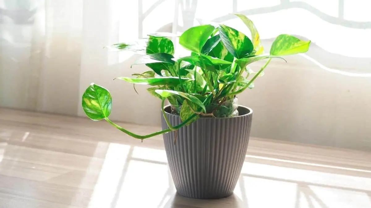 Tři druhy rostlin, které se vyplatí mít doma v roce Koně