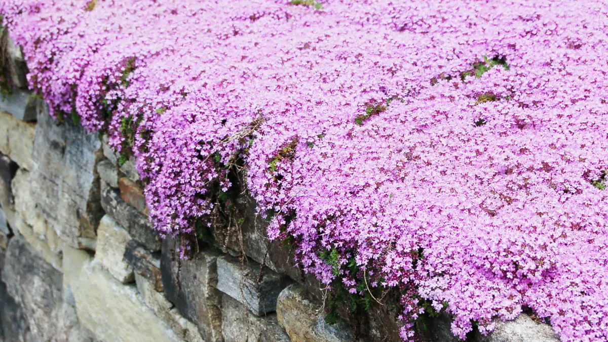 Tento úžasný trvalkový koberec promění vaši zahradu: nenáročný a mrazuvzdorný