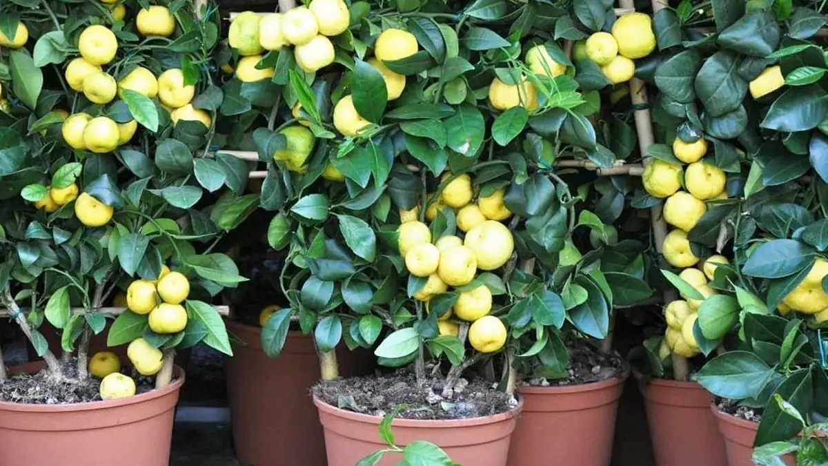 Proč zahradníci věší vinné korky na větve citroníku 4 Proč zahradníci věší vinné korky na větve citroníku