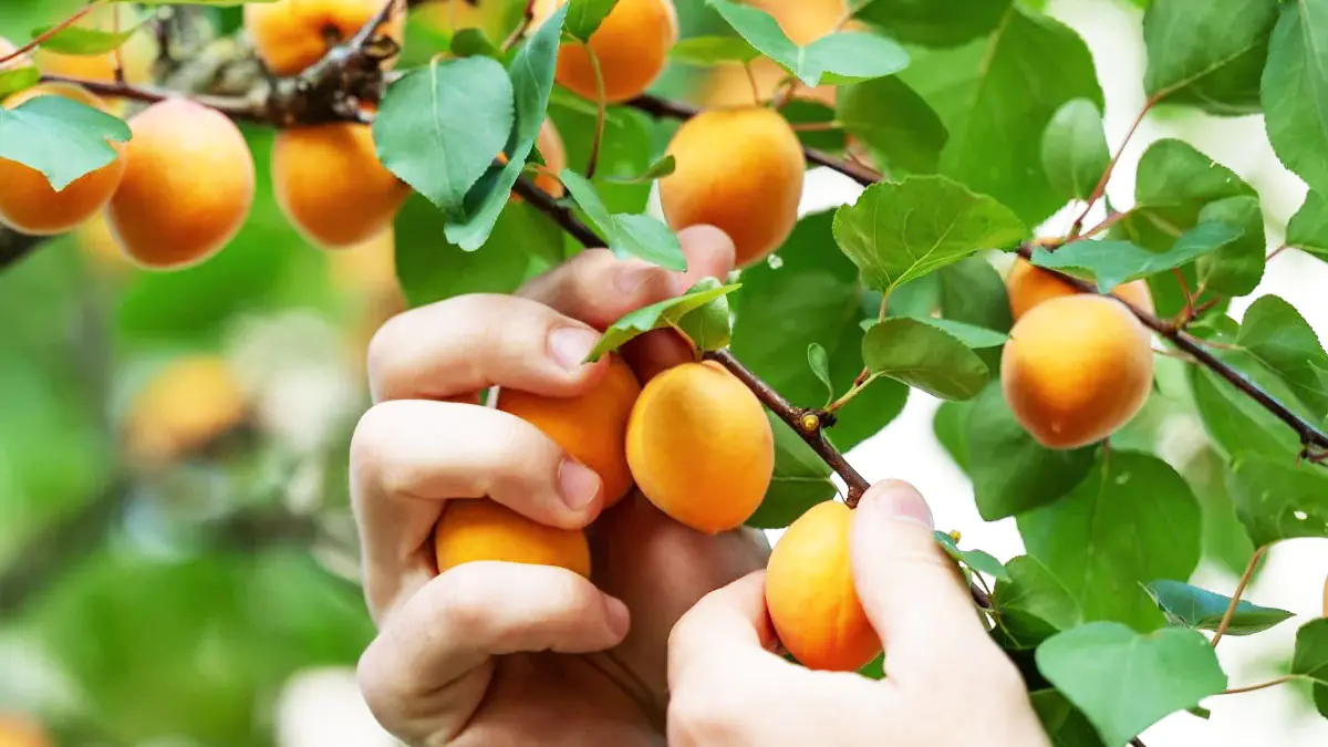 Obyvatelé tohoto údolí se dožívají až 100 let: existuje ovoce, které jedí téměř každý den 2 Obyvatelé tohoto údolí se dožívají až 100 let: existuje ovoce, které jedí téměř každý den