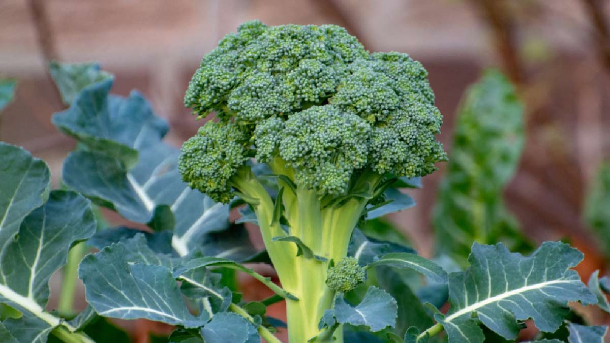 Ani vařená, ani smažená správný způsob přípravy brokolice, abyste z ní získali maximum živin
