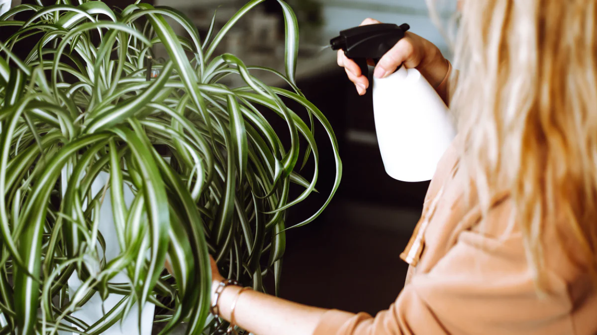 Bez hnojiva a bez přesazování — metoda, která zachraňuje přeschnuté zelenec