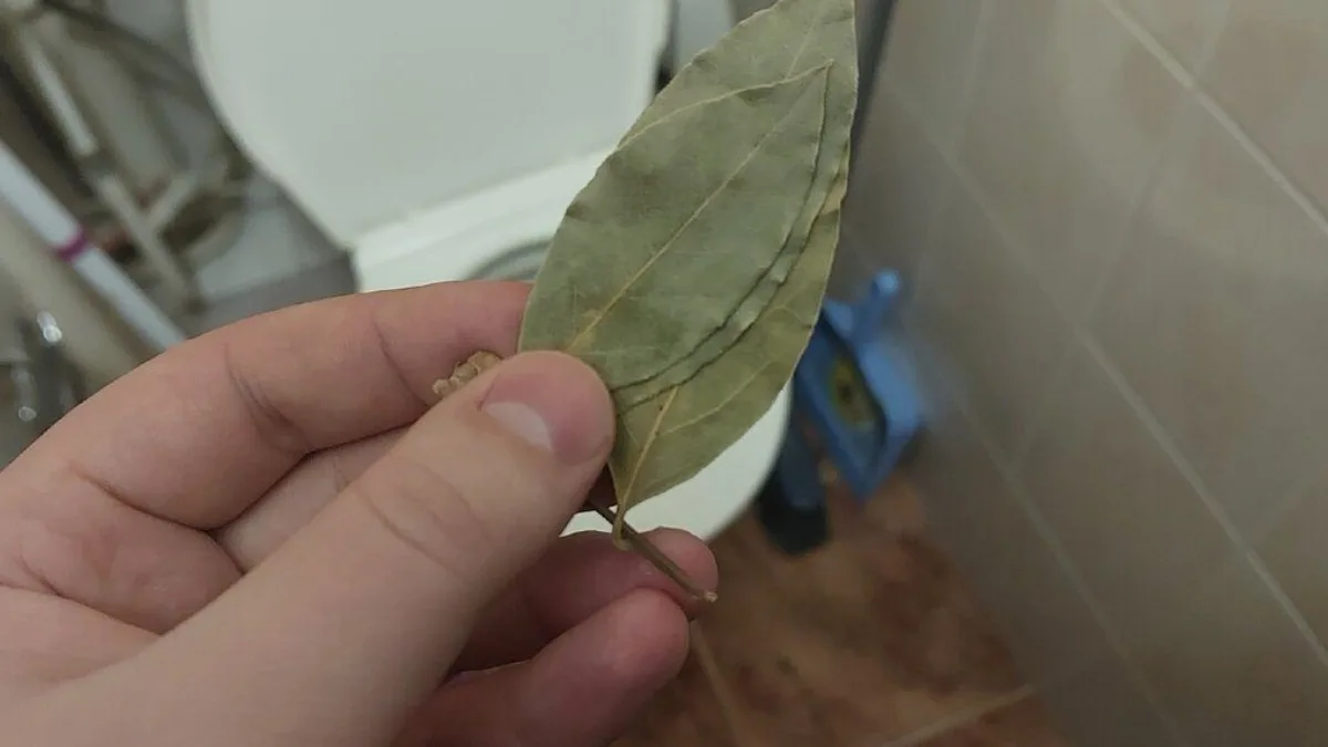 Položit několik bobkových listů do mikrovlnné trouby: proč je to užitečné a jak často to dělat 3 Položit několik bobkových listů do mikrovlnné trouby: proč je to užitečné a jak často to dělat