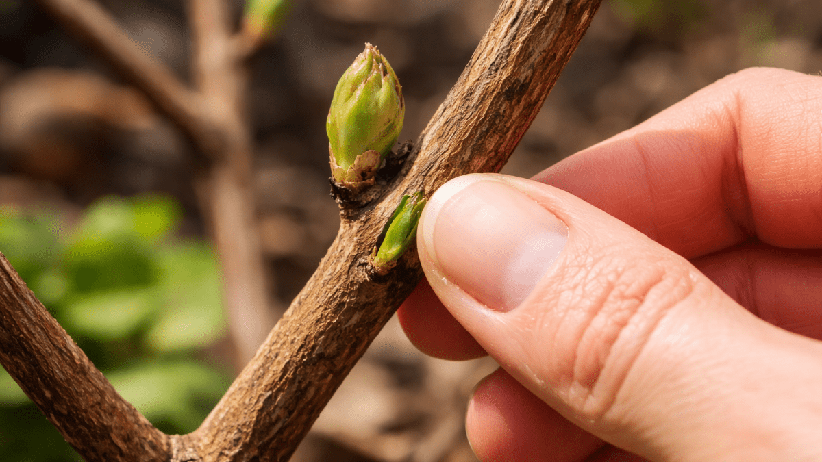 Veškerá květinová nádhera zmizí: 3 chyby při řezu hortenzií, které teď dělají zahrádkáři amatéři 3 Veškerá květinová nádhera zmizí: 3 chyby při řezu hortenzií, které teď dělají zahrádkáři amatéři