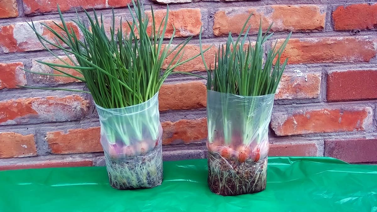 Cibule roste bez půdy a vody způsob, o kterém ví jen málokdo