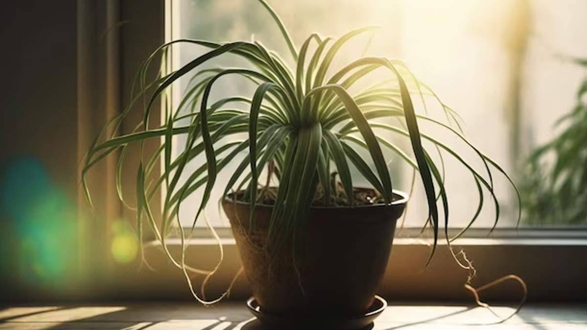 Bez hnojiva a bez přesazování — metoda, která zachraňuje přeschnuté zelenec