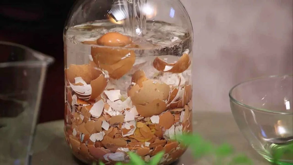 Jak vaječné skořápky mohou změnit vaše pokojové rostliny