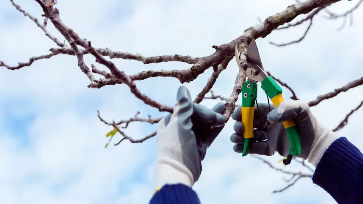 Rostliny a stromy, které je potřeba v únoru určitě ostříhat