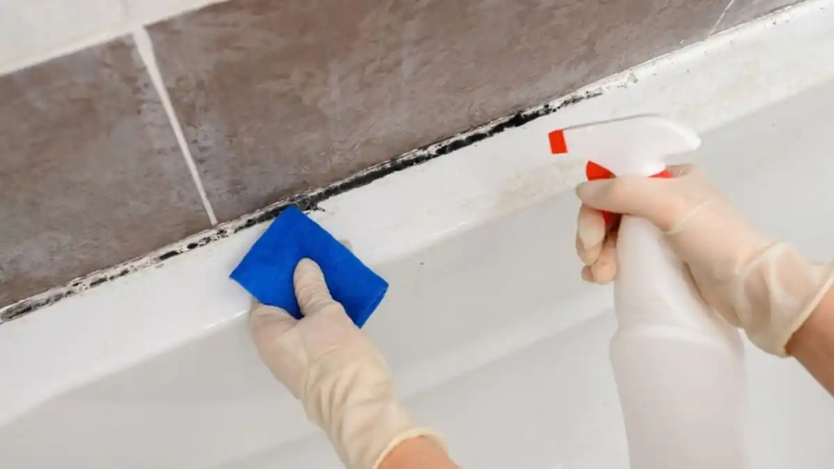 Jak odstranit plíseň v koupelně Odborník doporučuje 2 běžné prostředky, účinnější než bělidlo