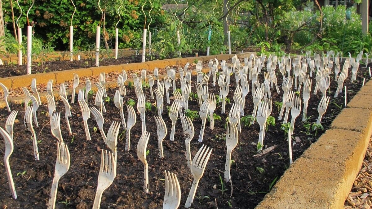 Zkušení zahrádkáři tvrdí, že to funguje: zapíchněte plastové vidličky do půdy své zahrady