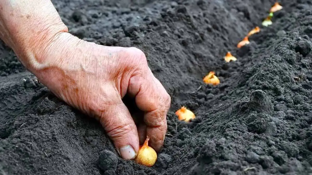 Pouhých 7 cm… a přesto to většina zahrádkářů odmítá přiznat