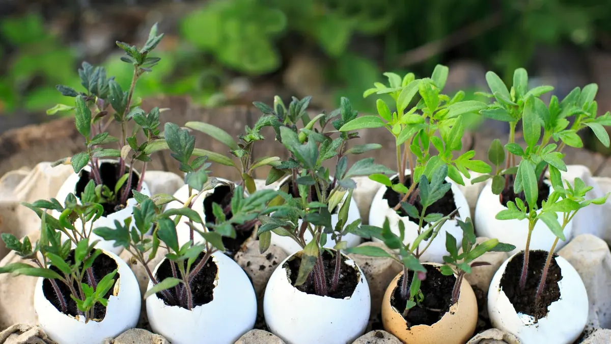 Jak vaječné skořápky mohou změnit vaše pokojové rostliny