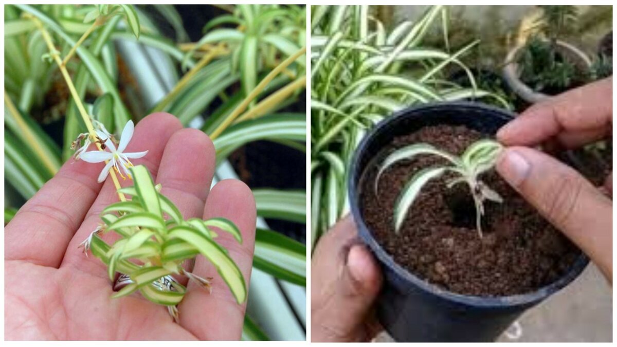 Bez hnojiva a bez přesazování — metoda, která zachraňuje přeschnuté zelenec 3 Bez hnojiva a bez přesazování — metoda, která zachraňuje přeschnuté zelenec